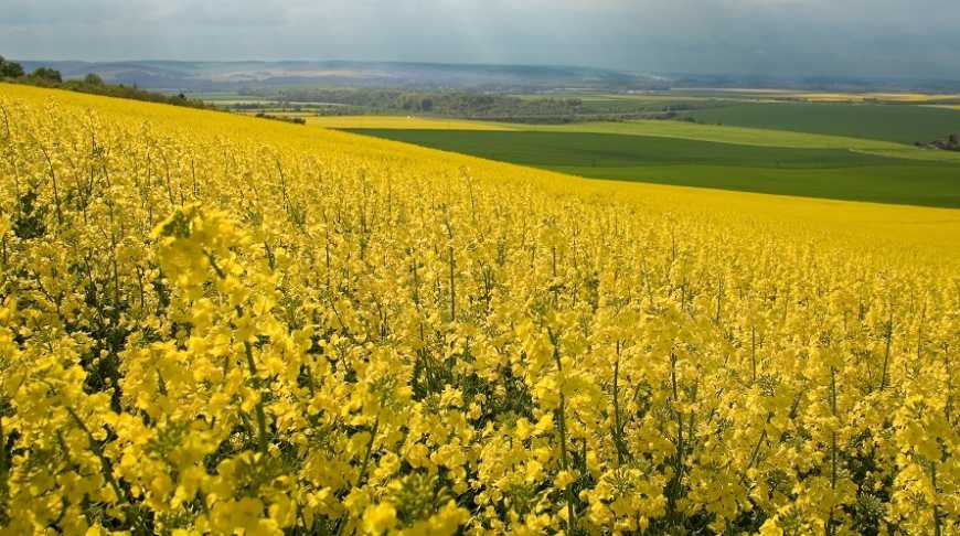 Як допомогти ріпакові?