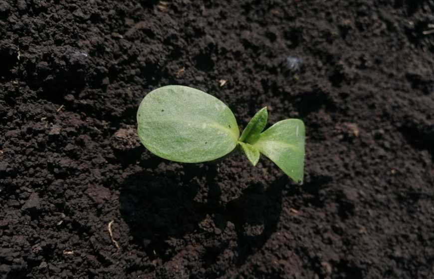 Досходовий захист соняшника в умовах 2020 року