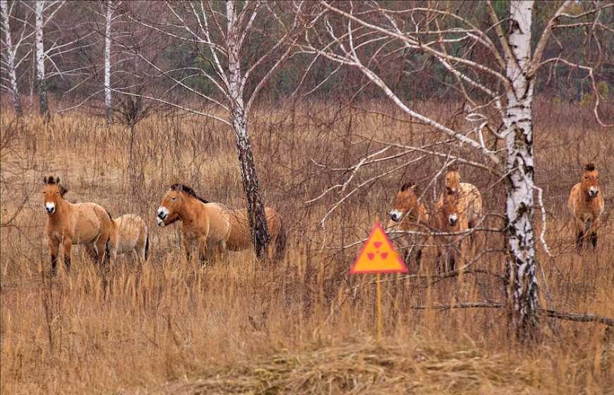 Чорнобильський заповідник став природоохоронною територією світу