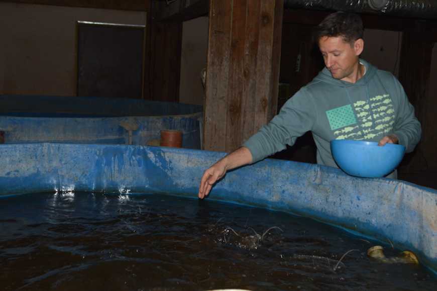 На Кіровоградщині акваферма вирішила проблему нестачі кормів, відкривши цех з вирощування комах