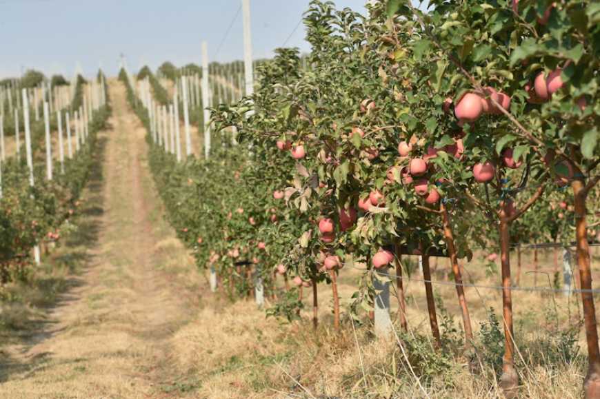 Аграрії Львівщини збільшують площі нових насаджень садів