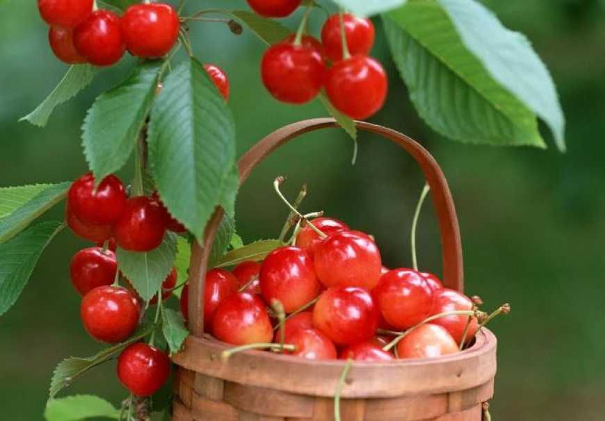 В Україні найменший урожай черешні за останні 10 років