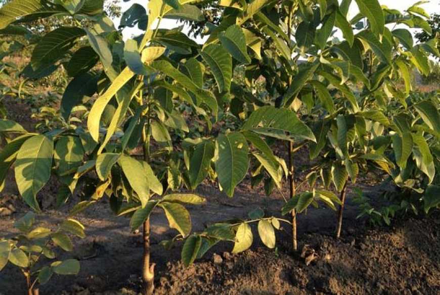 За 5 років в Україні закладено 5785 га горіхових садів – експерт