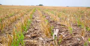 Фахівці НААН наголосили на доцільності застосування технології No-till: названі переваги