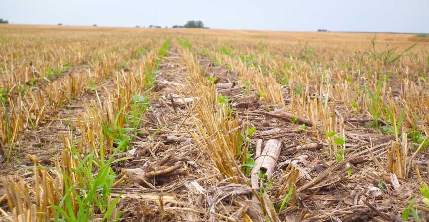 Фахівці НААН наголосили на доцільності застосування технології No-till: названі переваги