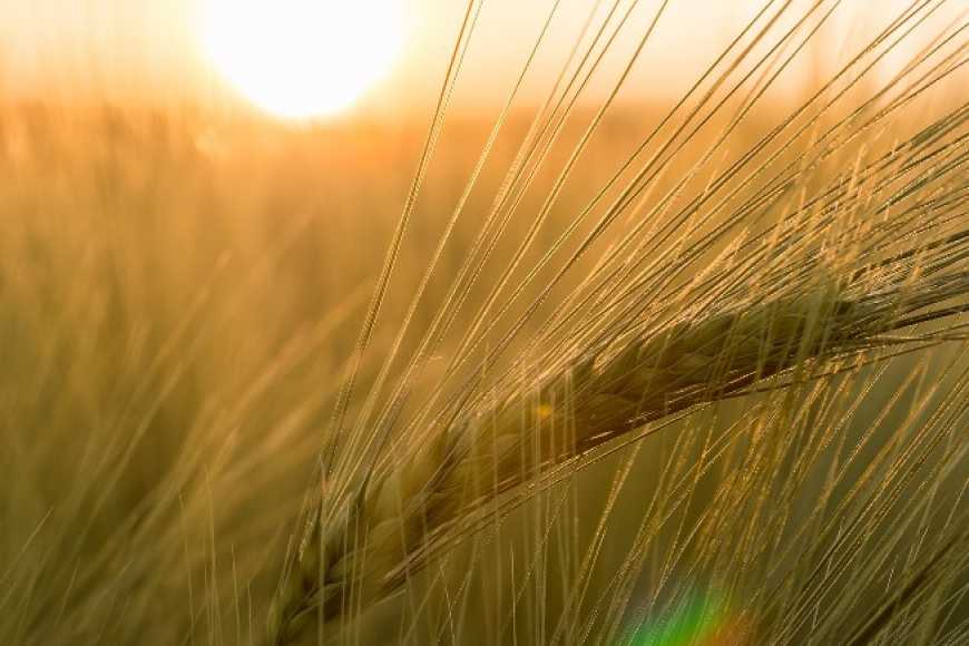У 2017 році Україна збільшила імпорт ячменю для посіву