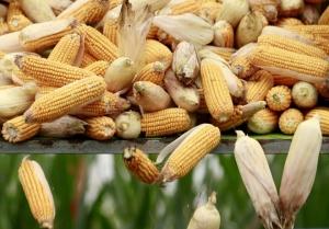 Мінсільгосп США знизило прогноз врожаю кукурудзи в Україні