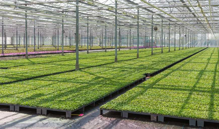 Тепличні комбінати платять мільйони гривень за недоставку газу