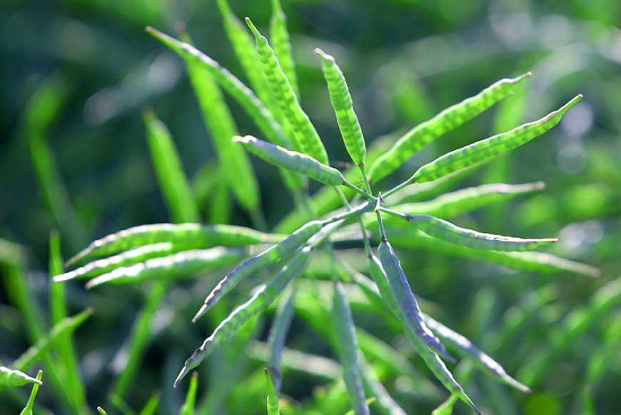 Десикація посівів ріпака озимого в умовах сезону-2020