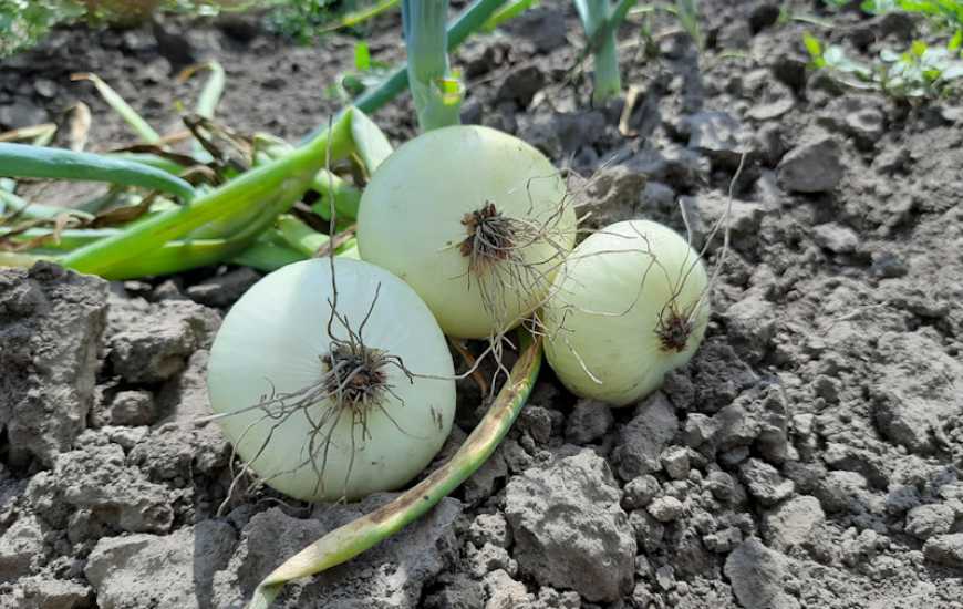 В Україні рекордно низькі ціни на цибулю нового врожаю