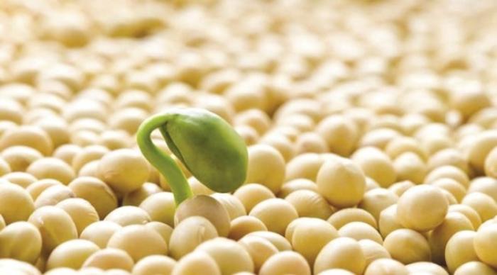 Огляд ринку олійних культур станом на 6 грудня