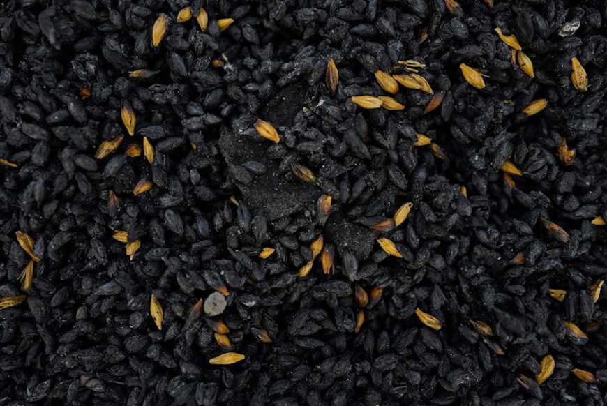 Майже 300 тис. тонн українського зерна знищила рф за останні три місяці