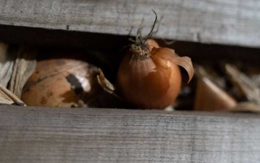 Будівництво малих овочесховищ в Україні не вирішить проблему зберігання врожаю &ndash; депутат