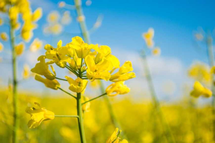 Кон’юнктура світового ринку ріпаку