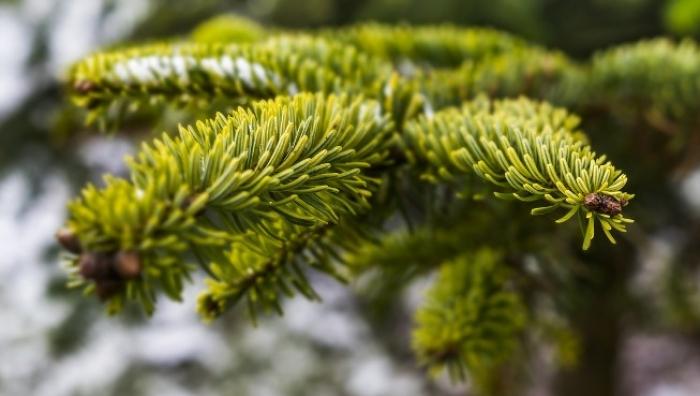 Держлісагентство запустило програму для визначення легальності новорічної ялинки