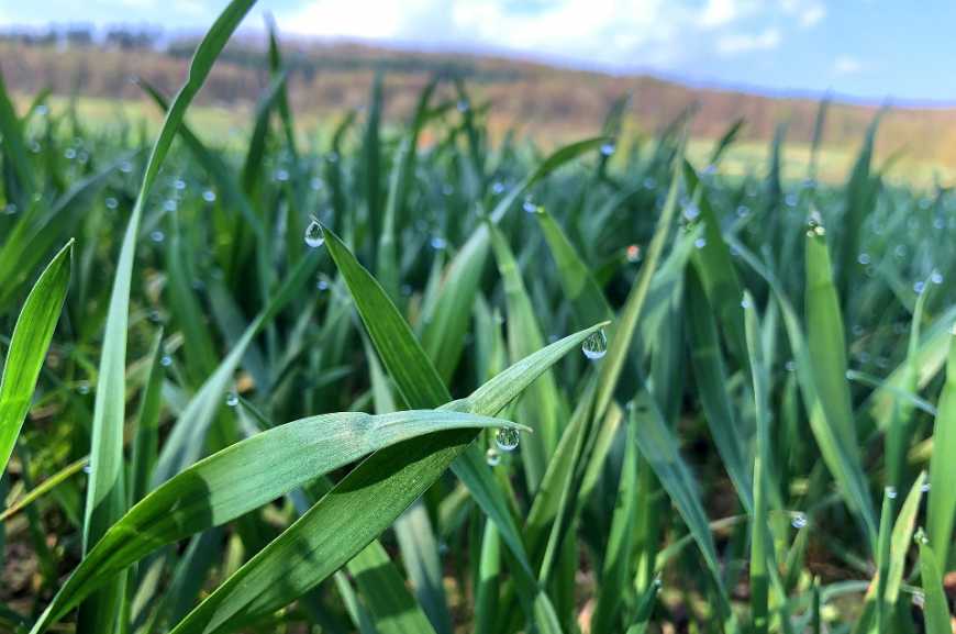 Контролюємо хвороби зернових колосових культур