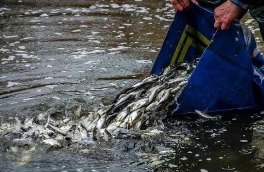 Приватизація: на Черкащині продають державний розплідник риб