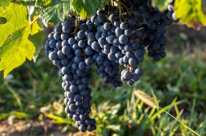 На Закарпатті збирають унікальний урожай винограду