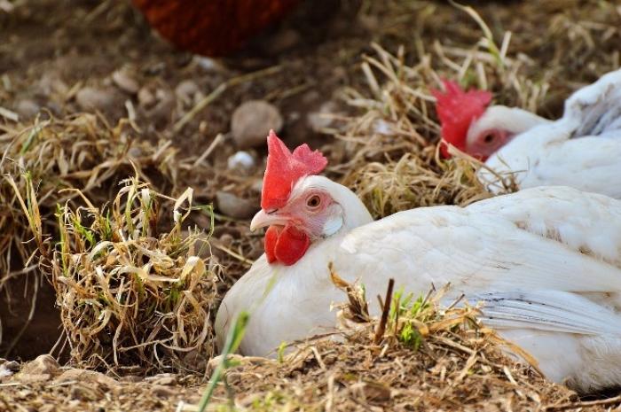 В Україні зростає виробництво органічних добрив з курячого посліду