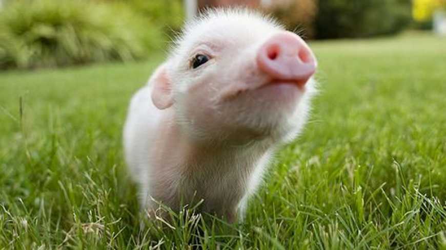 Ціна на товарних поросят зросла