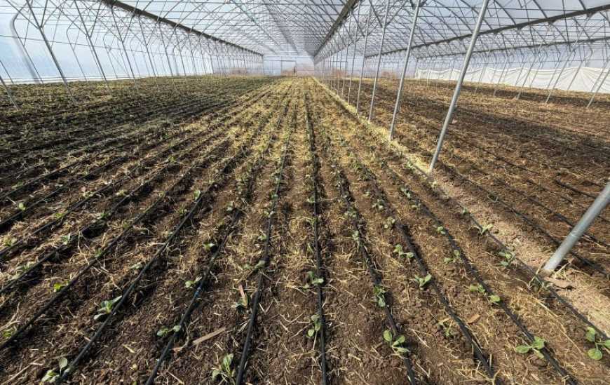 На Миколаївщині в теплицях висадили капусту