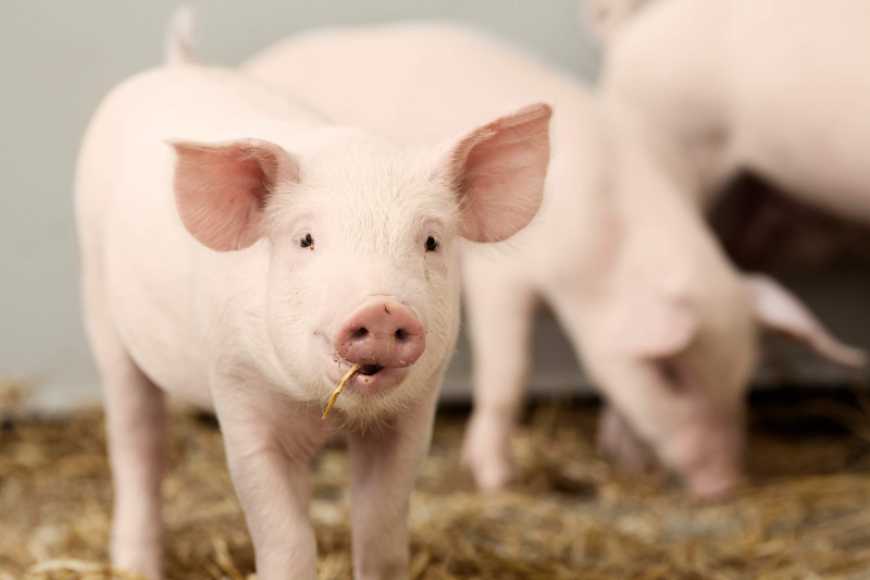 KSG Agro розпочав оновлення свинопоголів&#039;я 500 свиноматками данської генетики