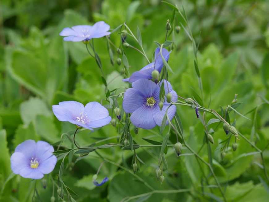 Замість соняшника – льон та нут