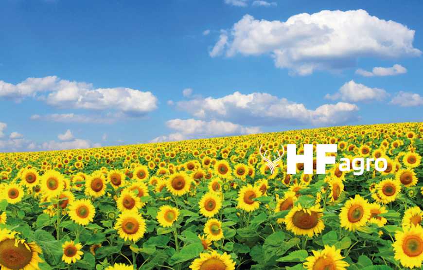 Компанія HF Agro оприлюднила результати досліджень про ефективність біодобрив