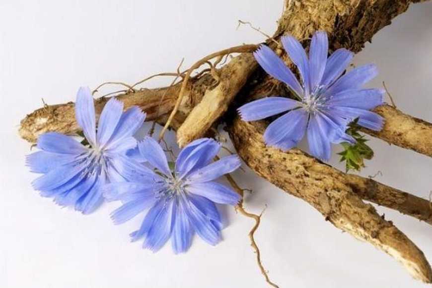 На Сумщині хочуть вирощувати цикорій