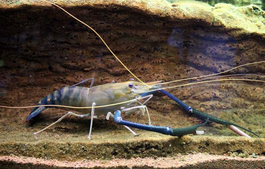 Ветеранська родина на Хмельниччині розвиває унікальну акваферму