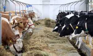 Підготовка корів до високої продуктивності. Роль сухостійного періоду