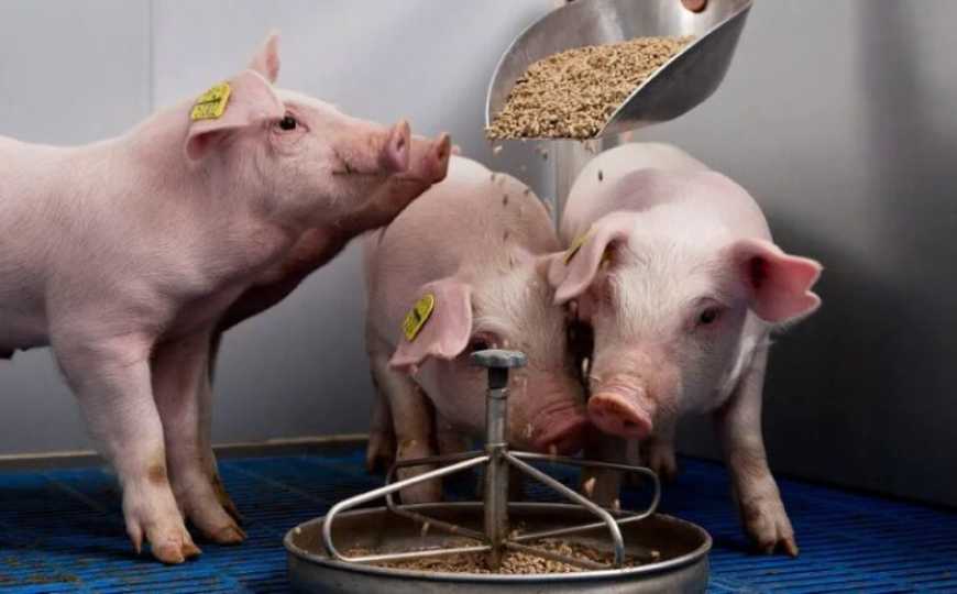 VITAGRO інвестував у виробництво корму для тварин