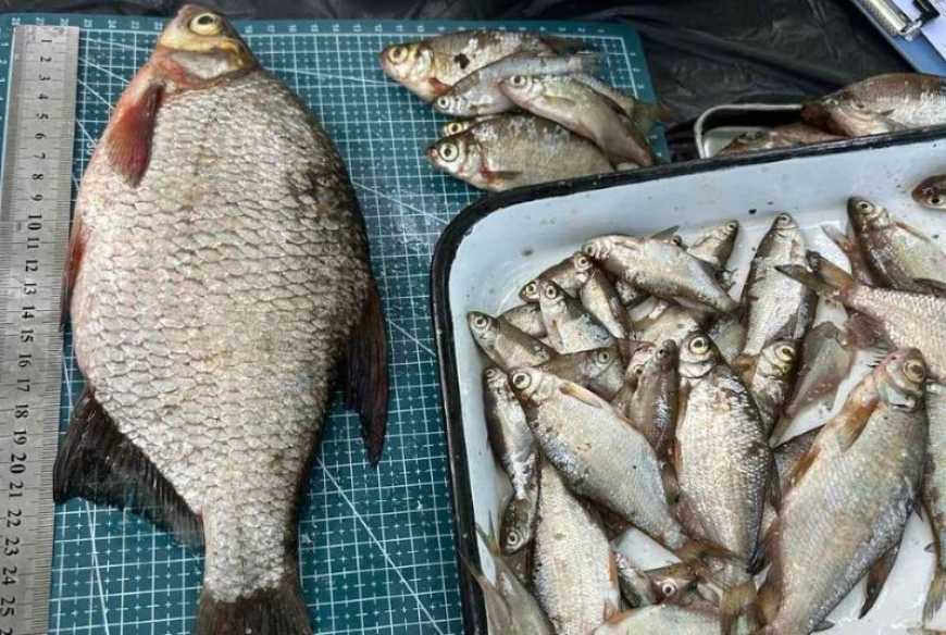В Чорнобильській зоні популяції риб відрізняються від інших регіонів – науковці