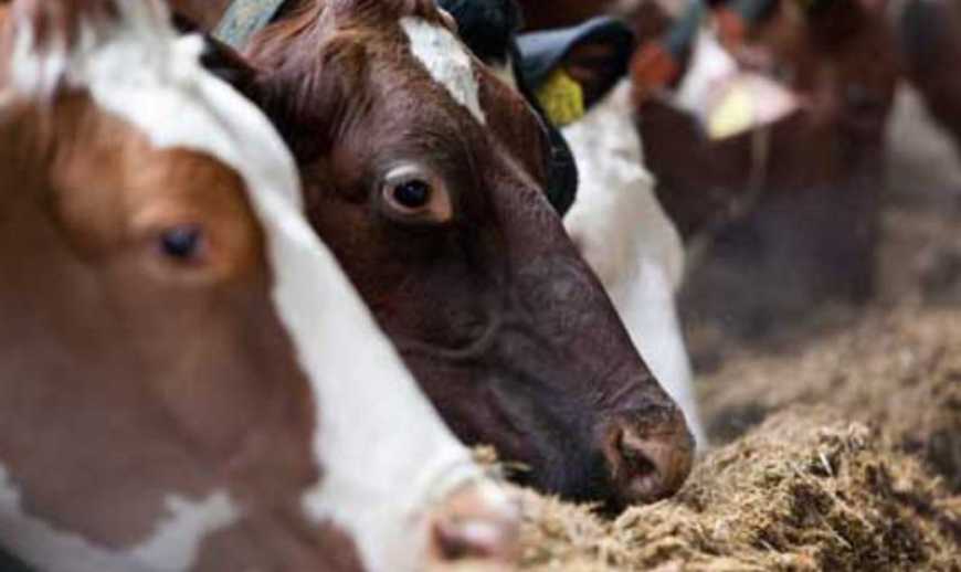 Українські молочні ферми почали розвиватись за американською моделлю