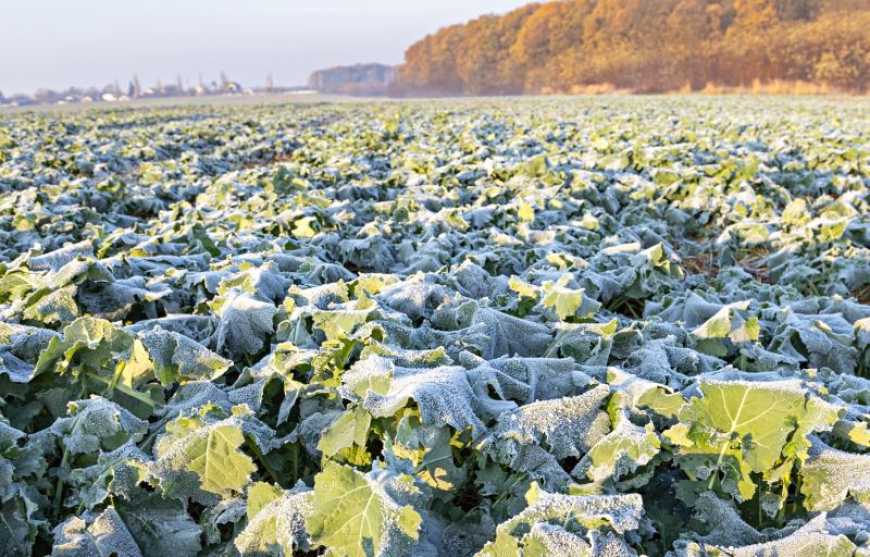 Рістрегуляція ранніх та оптимальних посівів ріпаку