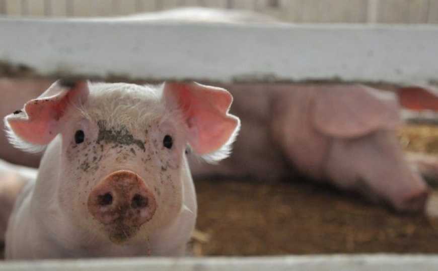Ринок живця: в Україні зростають ціни