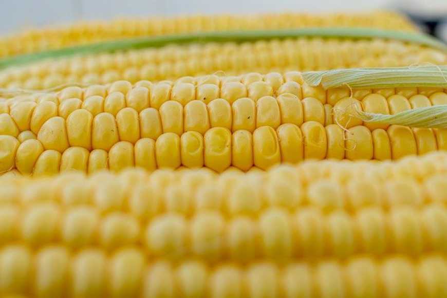 Глобальні прогнози світового ринку кукурудзи