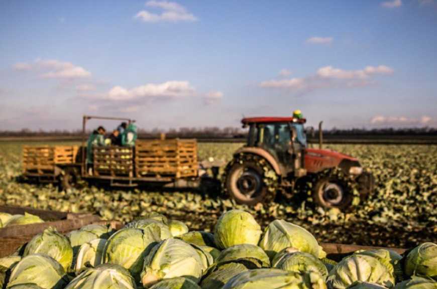 На Дніпропетровщині завершують збір овочів &laquo;борщового набору&raquo;