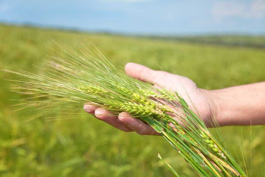 Прогноз: У поточному році знизиться виробництво валової продукції рослинництва в Україні