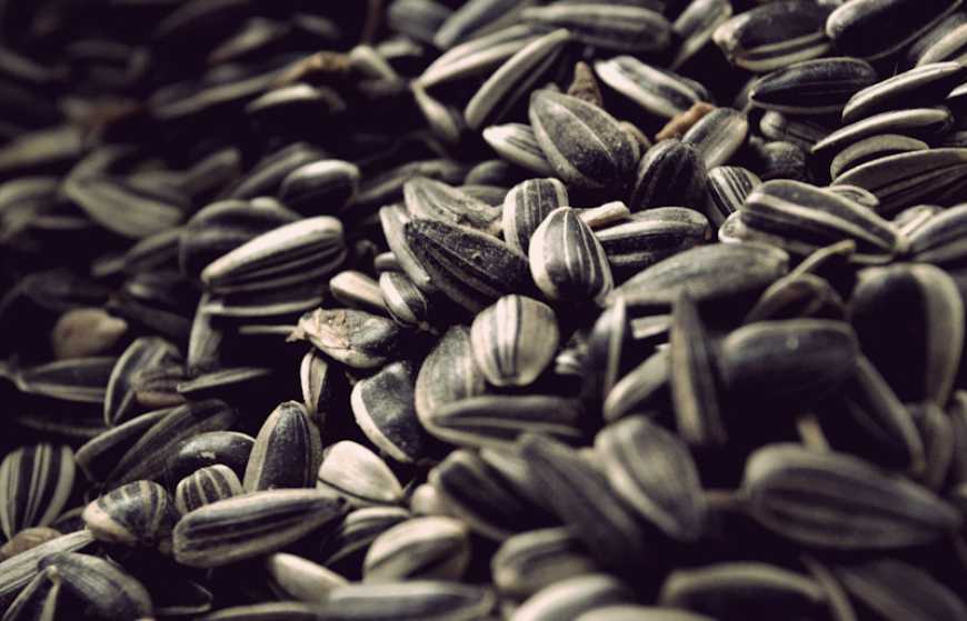 Ринок соняшнику: ціни в Україні впали ще на 800-1000 грн/т