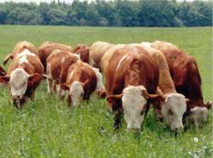 Буковинський феномен: шляхи формування м&rsquo;ясного комолого сименталу