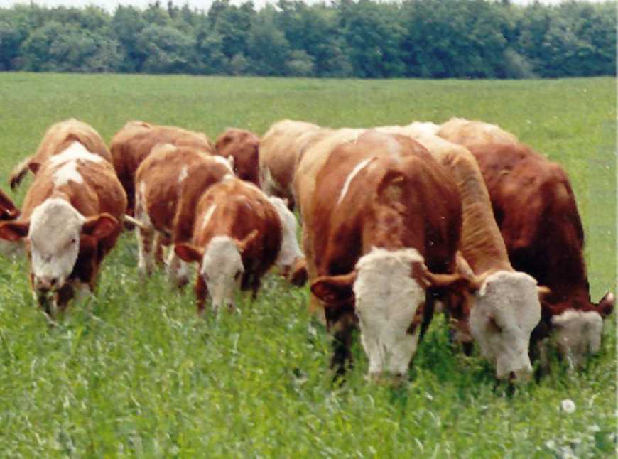 Буковинський феномен: шляхи формування м&rsquo;ясного комолого сименталу