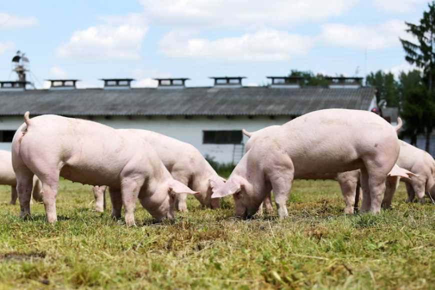 Головні технологічні аспекти виробництва свинини в приватних господарствах зони Степу