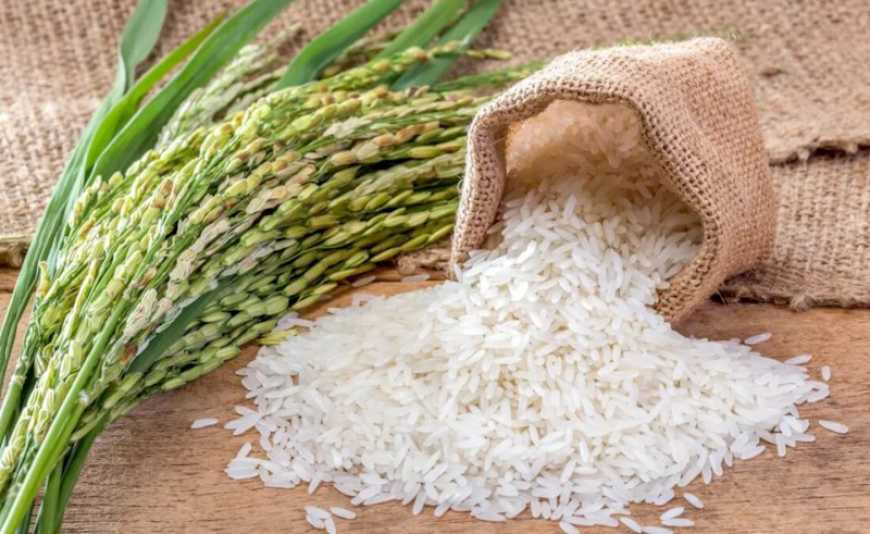 Цьогорічний урожай рису не покриває витрати фермерів Одещини