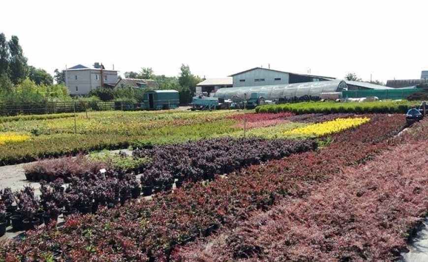 Нідерландський підприємець створив під Житомиром розсадник декоративних рослин