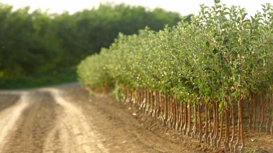 Нові джерела енергії: у Вінницькій області вирощують енергетичні верби