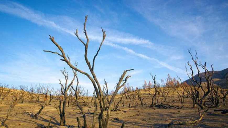 Засуха знищила понад 20 тисяч гектарів сільгоспкультур в Криму