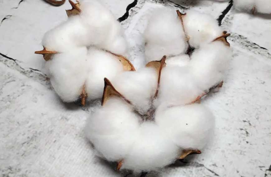 В Україні досі не існує системного механізму переробки бавовнику