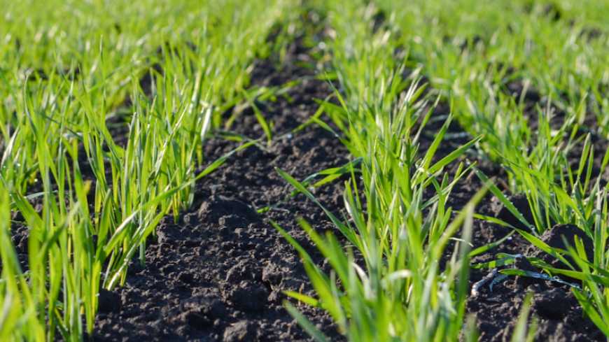 Комплексна стимуляція озимих культур від UKRAVIT