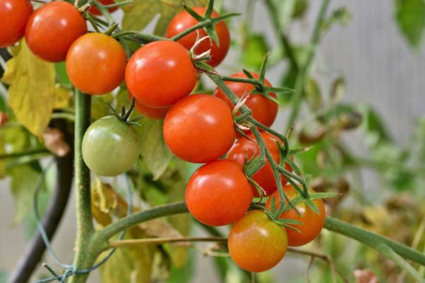 Альтернаріоз томатів: заходи щодо обмеження його шкідливості